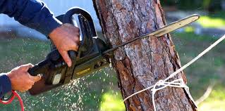 Best Tree and Shrub Care  in Del Rey, CA